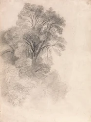 Study of Ash Trees